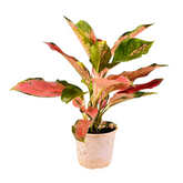 Aglaonema Thailand Red- Live Plant In Pot (Home & Garden)