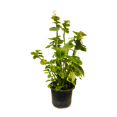 Begonia (Any Color) - Live Plant (Home & Garden)