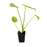Monstera Deliciosa - Live Plant (Home & Garden)