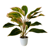 Aglaonema Pink Aurora - Live Plant in Small Pot