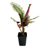 Calathea Roseopicta ƒ??Marionƒ?? - Live Plant (Home & Garden)
