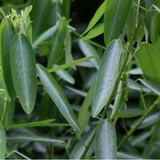 Thozhukanni / Ramanamapacha/ Telegraph LivePlant (Home & Garden)