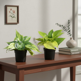 Combo of 2 Live Plants | Money Plant Golden & Philodendron Oxycardium Brasil | Perfect Indoor Ideal for Home, Office & Gifting