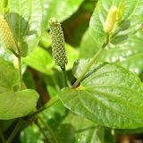 Birth Star : Aardra|Thiruvathira (Plant: Thippilli-Diospyros Melanoxylon|Pterocarpus Santalinus|Aquilaria Agallocha) (H&G)