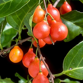 Lolly Berry Fruit (Salacia Chinensis) Seedling Fruit Plant (Home & Garden Plants)