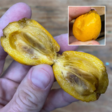 Cuban Mangosteen Fruit (Garcinia Aristata) Seedling Fruit Plant (Home & Garden Plants)