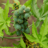 Avanakk (Ricinus communis) Live Plant(Home & Garden)