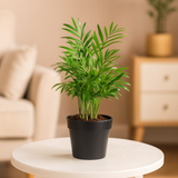 Bamboo Palm | Chamaedorea Palm Live Indoor Air Purifier Plant in 4 Inch Self Watering Pot | Perfect for Home & Office Décor (Pot Colour May Vary)