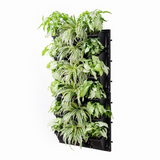 Biowall Vertical Garden With Plants (Syngonium White, Chlorophytum) For Home & Garden