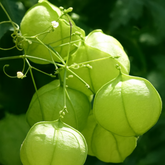 Kaithondi (Balloon Vine or Love in a Puff) Live Medicinal Plant (Home & Garden)