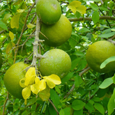 Birth Star : Chitra|Chithira|Chithirai (Plant: Koovalam-Aegle Marmelos) (Home & Garden)