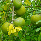 Birth Star : Chitra|Chithira|Chithirai (Plant: Koovalam-Aegle Marmelos) (Home & Garden)