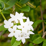 Madagascar Jasmine(Stephanotis floribunda)Live Plant (Home & Garden)