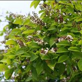 Pongamia/ Indian Beech Tree (Avenue Trees)Live Plant (Home & Garden)