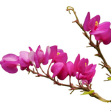 Coral Vine Pink / Antigonon pink Live Plant (Home & Garden)