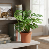 Philodendron Broken Heart | Monstera Adansonii Live Houseplant | Low-Maintenance Indoor Plant (Pot Colour May Vary)