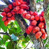 Belimbing Darah Fruit (Baccaurea Angulata) Grafted Fruit Plant (Home & Garden Plants)