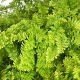 Cotton Candy Fern Live Plant (Home & Garden)
