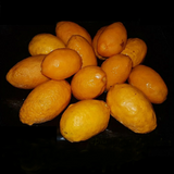 Olosapo (Couepia Polyandra) Seedling Fruit Plant (Home & Garden Plants)