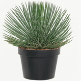 Agave Geminiflora Plant(Twin-flowered Agave)Live Plant (Home & Garden)