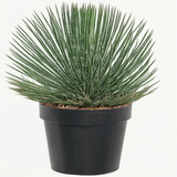 Agave Geminiflora Plant(Twin-flowered Agave)Live Plant (Home & Garden)