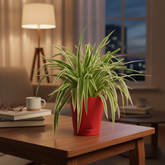 Hug A Plant | Spider Plant | Chlorophytum Live Air-Purifying Plant in 5-Inch Self-Watering Pot | Ideal for Home & Office Décor (Pot Colour May Vary Depending On Availability)