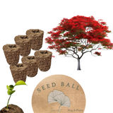Gulmohar (Delonix regia) | Seed Balls