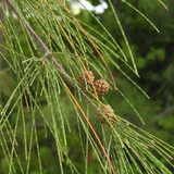 Casuarina Equisetifolia (Kattadi) Live Plant(Home & Garden)