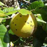 Pouteria macrocarpa Seedling Fruit Plant (Home & Garden Plants)