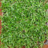 Pearl Grass Per SQFT For Lawn, Ground,Garden (Home & Garden)