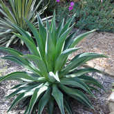 Agave Green (Agave americana / Agave spp.) Live Plant (Home & Garden)