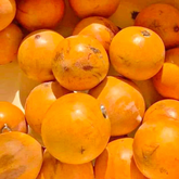 Udara Fruit (Chrysophyllum Albidum) Seedling Fruit Plant (Home & Garden Plants)