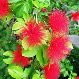 Powder Puff Red /Caliandra Red Live Plant (Home & Garden)