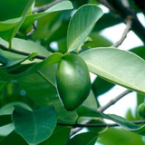 Madan Fruit (Garcinia Schomburgkiana) Fruit Plant (Home & Garden Plants)