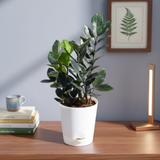 Black ZZ Plant (Raven Zamioculcas zamiifolia) in 5 Inch Slef-watering Pot | Indoor Air-Purifying | Low-Maintenance | Perfect for Home & Office (Pot Colour May Vary On Availability)