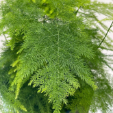 Asparagus Plumosus Live Plant (Home & Garden)