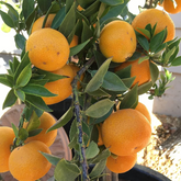 All Time vietnam Malta Orange (BAU 3 malta) Grafted Fruit Plant (Home & Garden Plants)