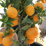 All Time vietnam Malta Orange (BAU 3 malta) Grafted Fruit Plant (Home & Garden Plants)
