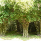 Multiplex Bamboo(Bambusa multiplex)Live Plant (Home & Garden)