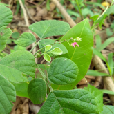 Murila (Pseudarthria viscida) Live Medicinal Plant (Home & Garden)