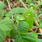 Murila (Pseudarthria viscida) Live Medicinal Plant (Home & Garden)
