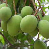 Neelisha Mango (Mangifera indica) Live Plant | Grafted Mango Fruit Tree | Tropical Fruit Live Plant (Home & Garden)