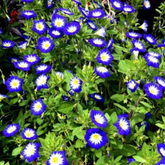 Vishnu kranthi(Dwarf Morning-glory)Live Plant (Home & Garden)