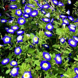 Vishnu kranthi(Dwarf Morning-glory)Live Plant (Home & Garden)