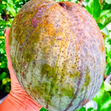 4KG Mango Plant(Mangifera indica)Fruit Live Plant (Home & Garden)