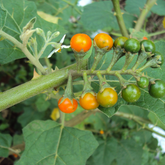Putkaralichunda (Solanum violaceum) Live Medicinal Plant (Home & Garden)