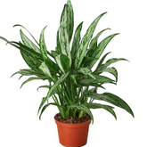 Aglaonema Cutlass Plant (Chinese Evergreen)Live Plant (Home & Garden)