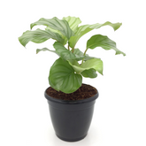 Calathea Orbifolia - Live Plant (H&G)