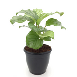 Calathea Orbifolia - Live Plant (H&G)