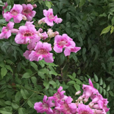 St. John creeper Plant( Podranea ricasoliana.) Live Plant (Home & Garden)